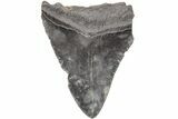3.23" Fossil Megalodon Tooth - South Carolina - #203142-1